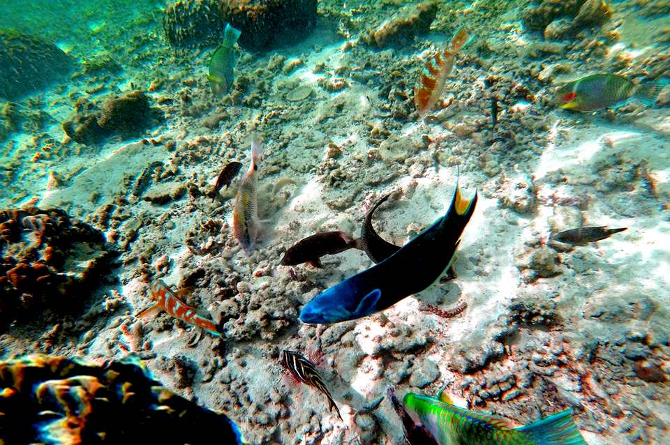 Poissons de Thaïlande