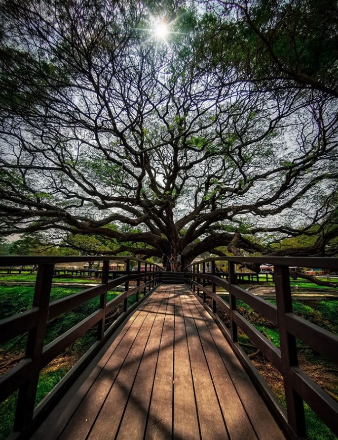 L  arbre  de pluie  g ant Safarine Tours